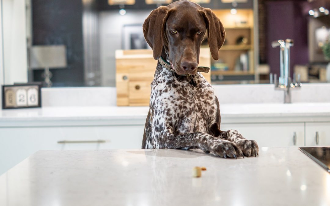 Pet-friendly​ kitchens