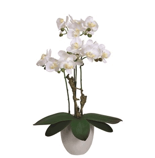 Potted FLowers