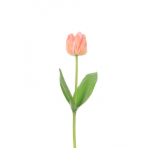 Coral Triumph Tulip - 48cm