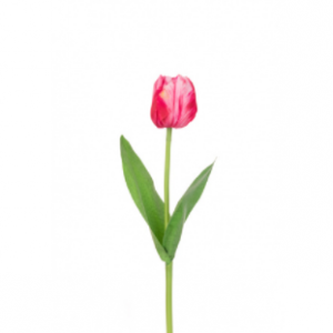 Triumph Tulip - 48cm