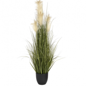 Pampas Grass Bush