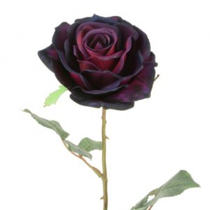 Luxury Aubergine Bella Rose