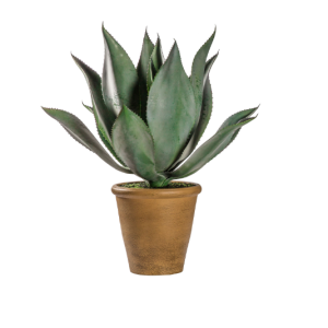 Aloe Wide Leaf