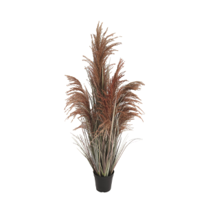 Tall Pink Feathery Pampas Grass Pot 90cm